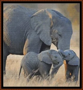 Elephant Love