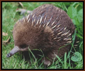 Echidna